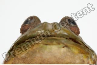 Bullfrog Rana catesbeiana 0025